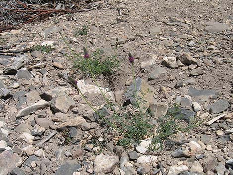 Searls' Prairieclover (Dalea searlsiae)