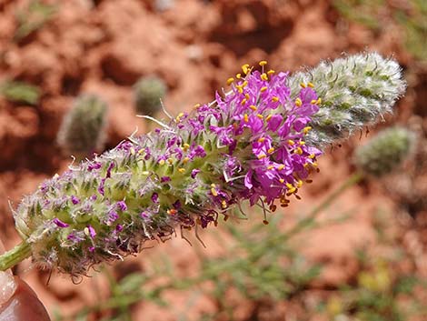 Searls' Prairieclover (Dalea searlsiae)