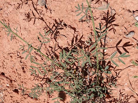 Searls' Prairieclover (Dalea searlsiae)