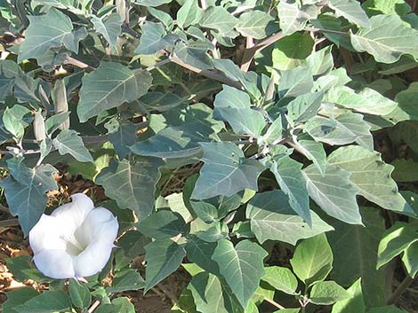 Jimson Weed (Datura wrightii)