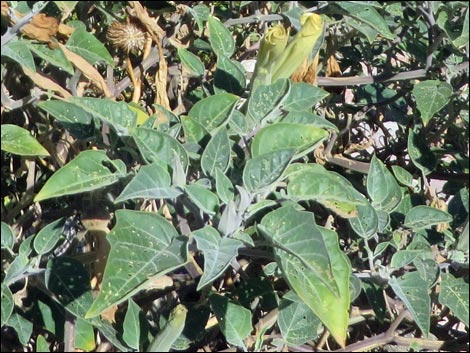 Jimson Weed (Datura wrightii)