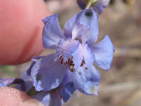 Desert Larkspur (Delphinium parishii ssp parishii)