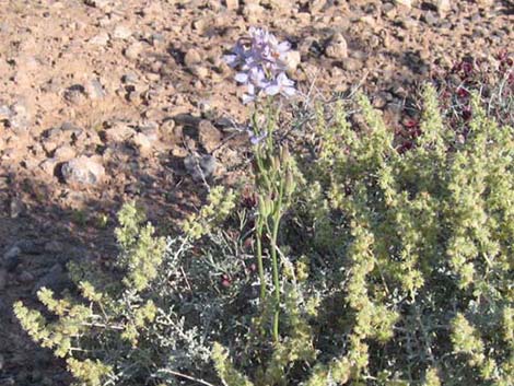 Desert Larkspur (Delphinium parishii ssp parishii)