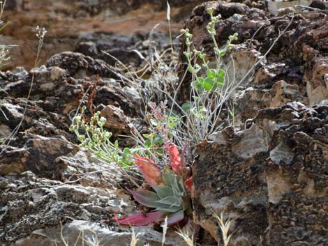 Chalk Dudleya (Dudleya pulverulenta)