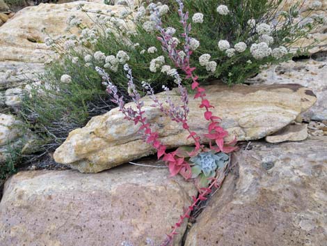 Chalk Dudleya (Dudleya pulverulenta)