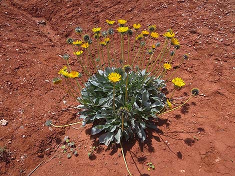 Silverleaf Sunray (Enceliopsis argophylla)