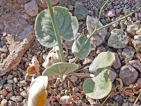 Skeletonweed (Eriogonum inflatum var. deflatum)