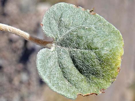 Skeletonweed (Eriogonum inflatum var. deflatum)