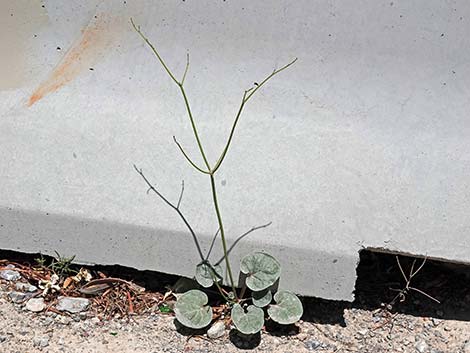 Skeletonweed (Eriogonum inflatum var. deflatum)