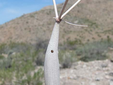 Desert Trumpet (Eriogonum inflatum)