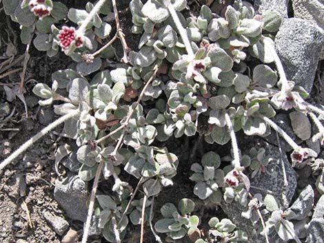 Sulphur-flower Buckwheat (Eriogonum umbellatum var versicolor)