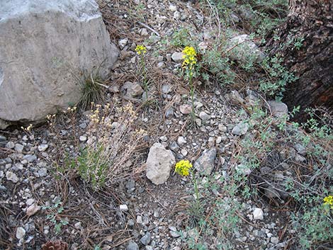 Western Wallflower (Erysimum capitatum)