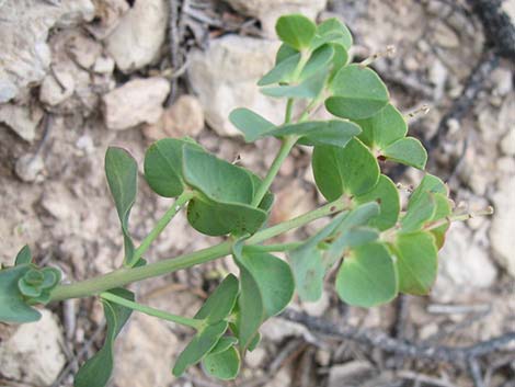 Horned Spurge (Euphorbia brachycera)