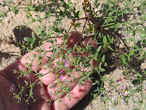 Sticky Fagonbush (Fagonia pachyacantha)