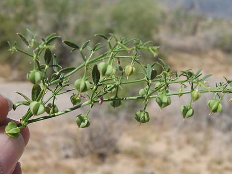 Sticky Fagonbush (Fagonia pachyacantha)