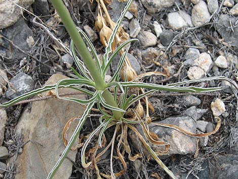 Desert Frasera (Frasera albomarginata)