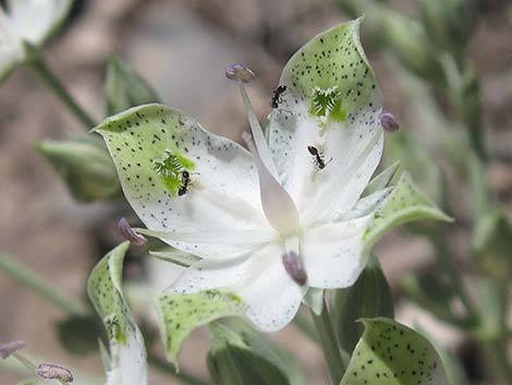 Desert Frasera (Frasera albomarginata)