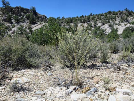 Desert Frasera (Frasera albomarginata)