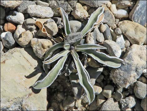 Desert Frasera (Frasera albomarginata)