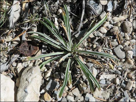 Desert Frasera (Frasera albomarginata)