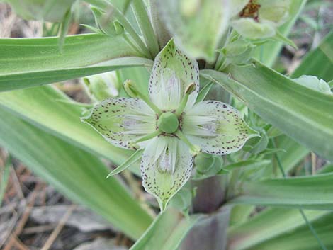 Elkweed (Frasera speciosa)