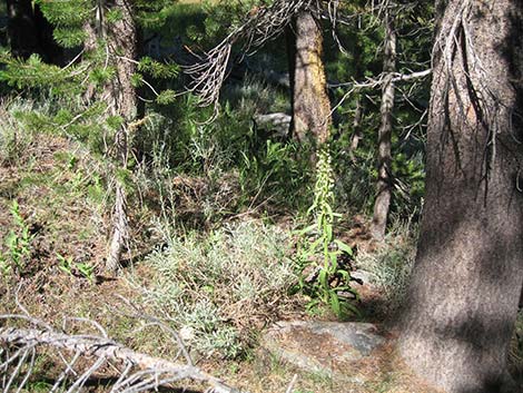 Elkweed (Frasera speciosa)