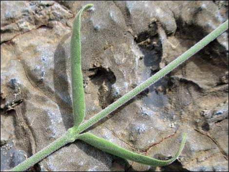 Fringed Twinevine (Funastrum cynanchoides ssp. cynanchoides)