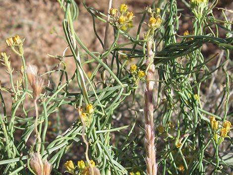 Utah Vine Milkweed (Funastrum utahense)