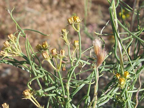 Utah Vine Milkweed (Funastrum utahense)