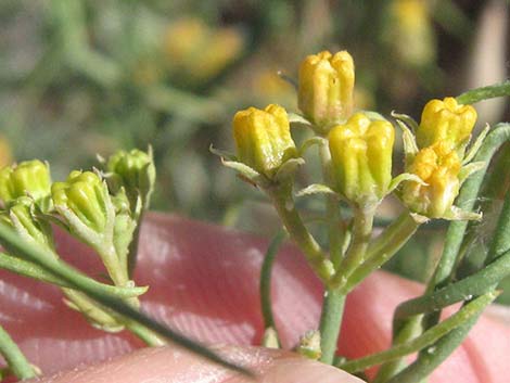 Utah Vine Milkweed (Funastrum utahense)