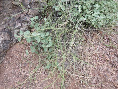 Utah Vine Milkweed (Funastrum utahense)