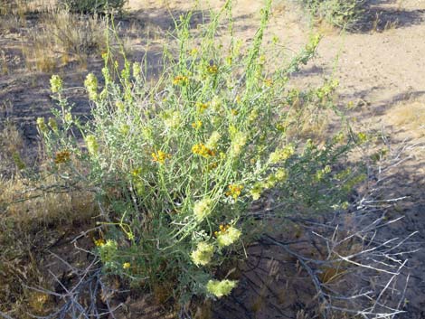 Utah Vine Milkweed (Funastrum utahense)