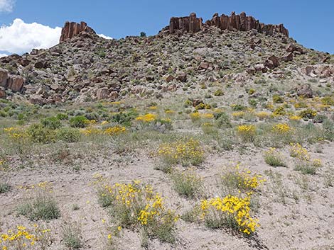 Nevada Goldeneye (Heliomeris multiflora)