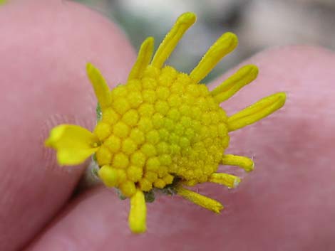 Cooper's Rubberweed (Hymenoxys cooperi)