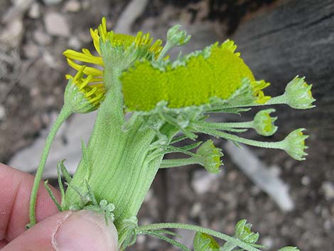 Cooper's Rubberweed (Hymenoxys cooperi)