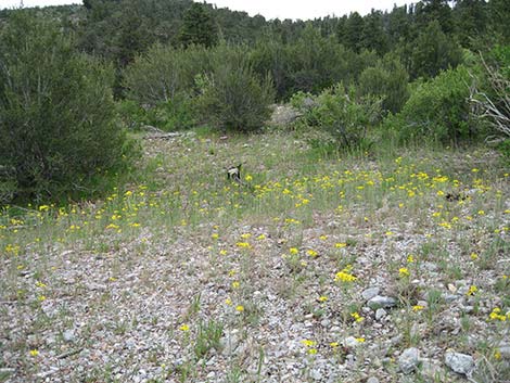 Cooper's Rubberweed (Hymenoxys cooperi)