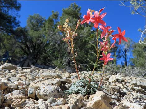 Arizona Skyrocket (Ipomopsis arizonica)