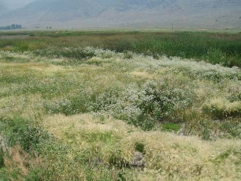 Tall Whitetop (Lepidium latifolium)