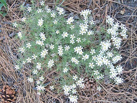 Nuttall's Linanthus (Leptosiphon nuttallii ssp. pubescens)