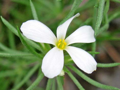 Nuttall's Linanthus (Leptosiphon nuttallii ssp. pubescens)