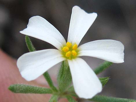 Nuttall's Linanthus (Leptosiphon nuttallii ssp. pubescens)