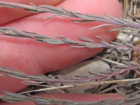 Lewis' Flax (Linum lewisii)