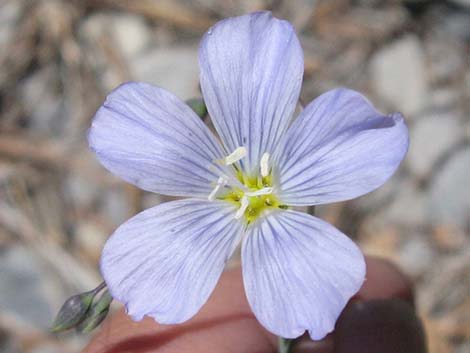 Lewis' Flax (Linum lewisii)