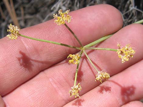 Alpine Biscuitroot (Lomatium graveolens var. alpinum)