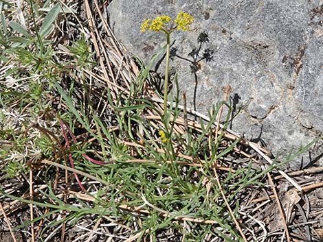 Alpine Biscuitroot (Lomatium graveolens var. alpinum)