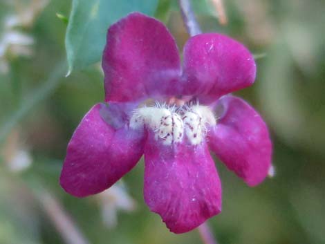 Roving Sailor (Maurandella antirrhiniflora)