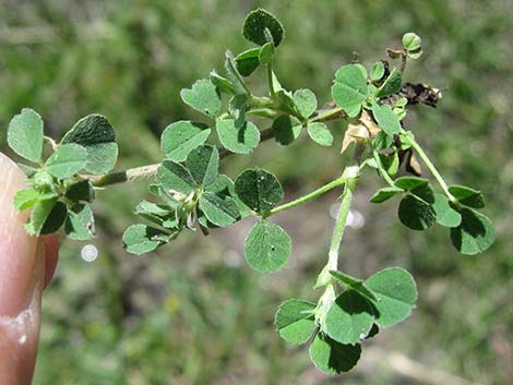 Black Medick (Medicago lupulina)