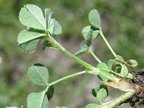 Black Medick (Medicago lupulina)