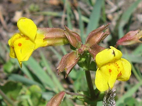 Seep Monkeyflower (Mimulus guttatus)