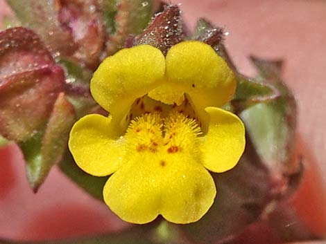 Seep Monkeyflower (Mimulus guttatus)